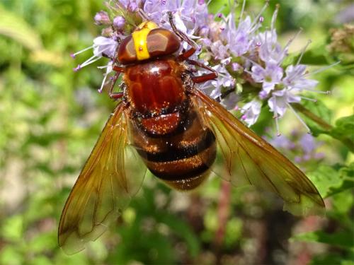 Volucella zonaria